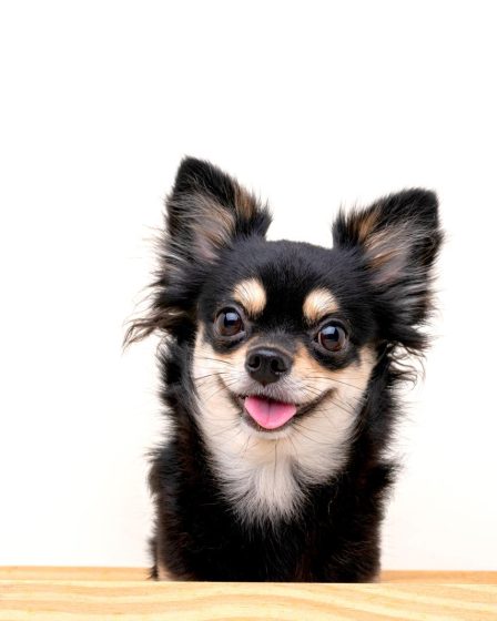 Come si scrive chihuahua?
